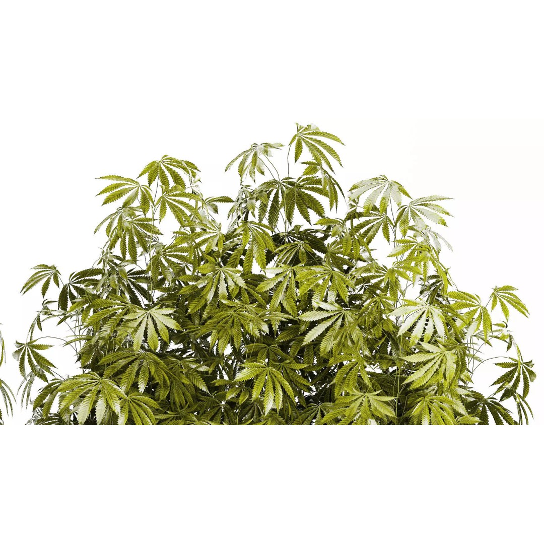 Cannabis Bushes 3D Model – Realistic Green Plants Set, FBX - View 5