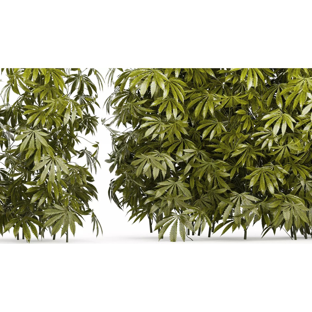 Cannabis Bushes 3D Model – Realistic Green Plants Set, FBX - View 6