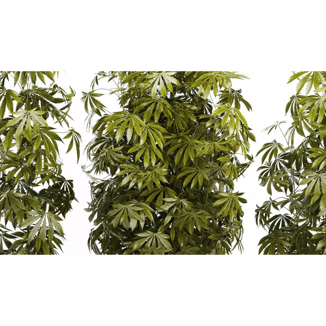 Cannabis Bushes 3D Model – Realistic Green Plants Set, FBX - View 7