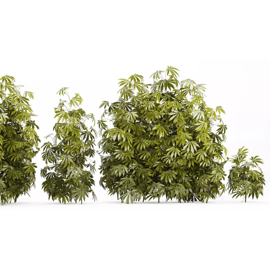 Cannabis Bushes 3D Model – Realistic Green Plants Set, FBX - View 8