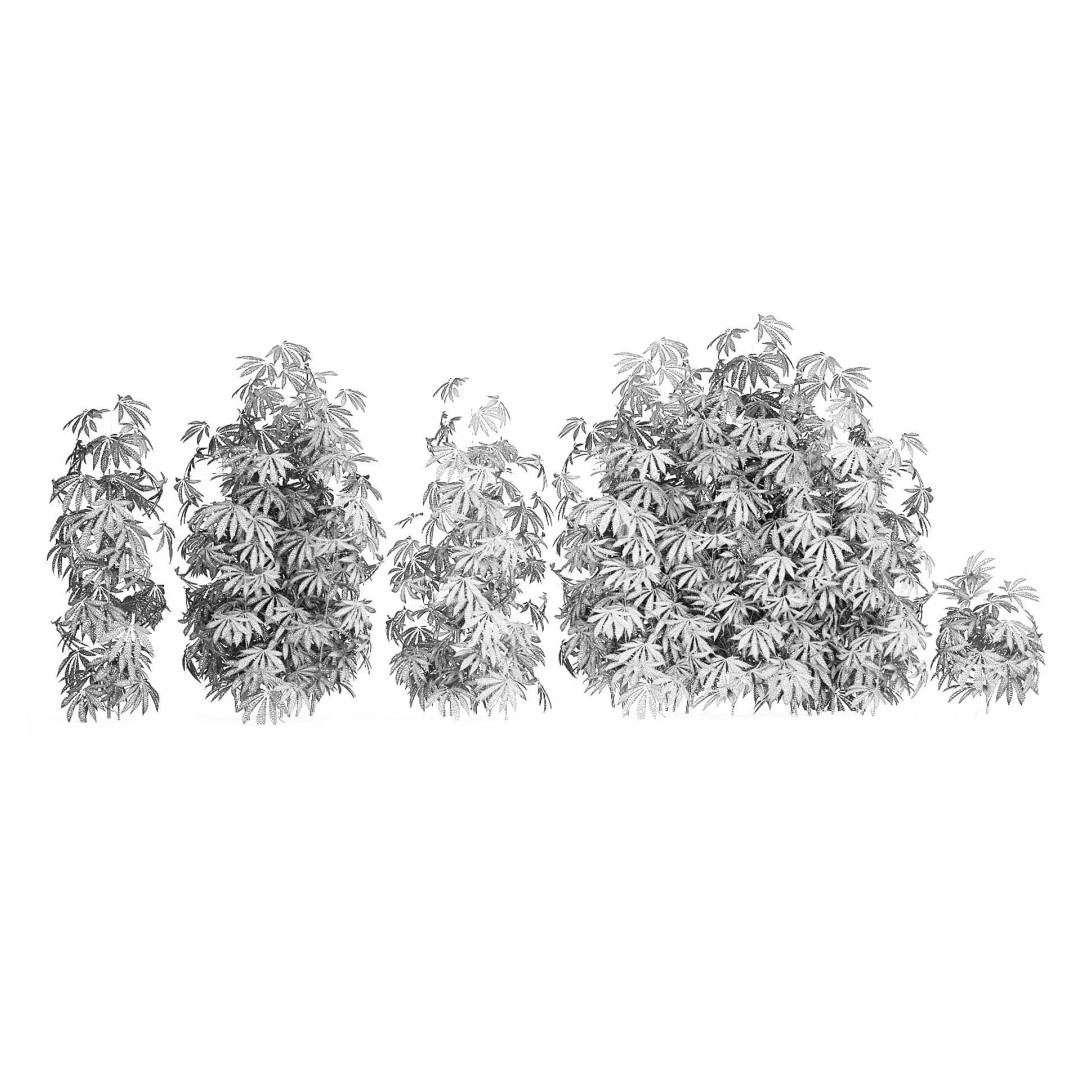 Cannabis Bushes 3D Model – Realistic Green Plants Set, FBX - View 9