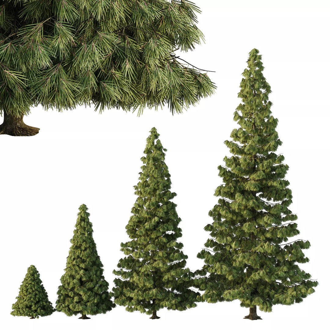 Spruce Tree 3D Model – High Poly Conifer with PBR Textures, FBX & OBJ - View 2