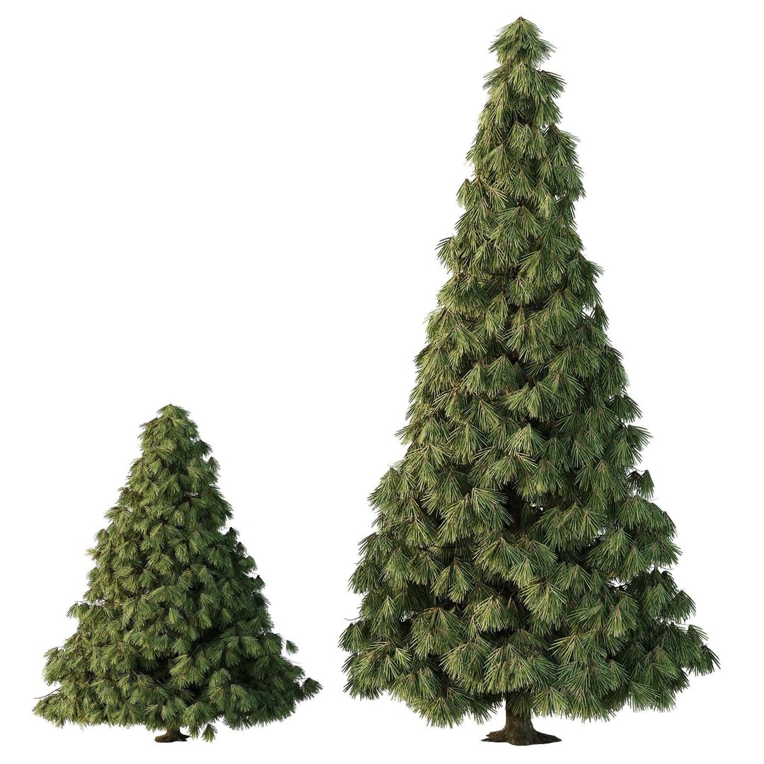 Spruce Tree 3D Model – High Poly Conifer with PBR Textures, FBX & OBJ - View 3