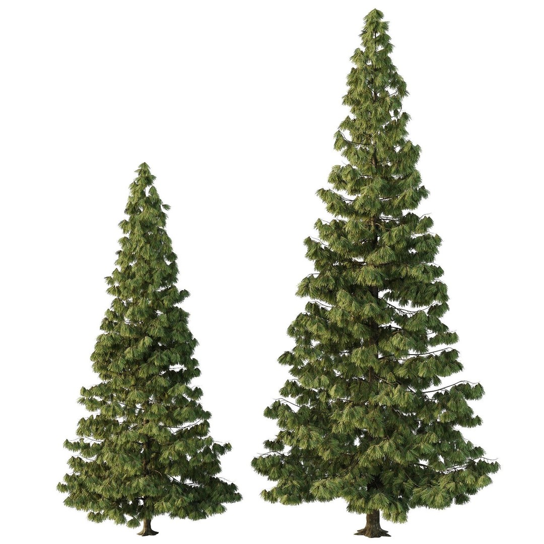 Spruce Tree 3D Model – High Poly Conifer with PBR Textures, FBX & OBJ - View 4