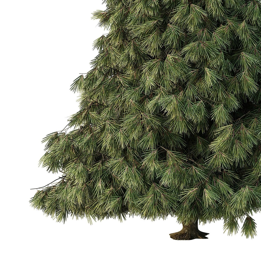 Spruce Tree 3D Model – High Poly Conifer with PBR Textures, FBX & OBJ - View 5