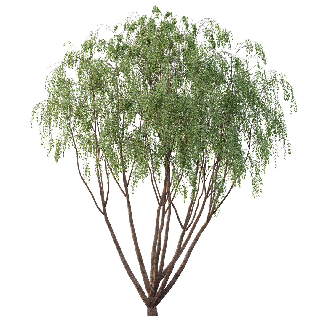 Eucalyptus Robusta Trees 08 3D Model – High Poly PBR Asset, FBX & OBJ