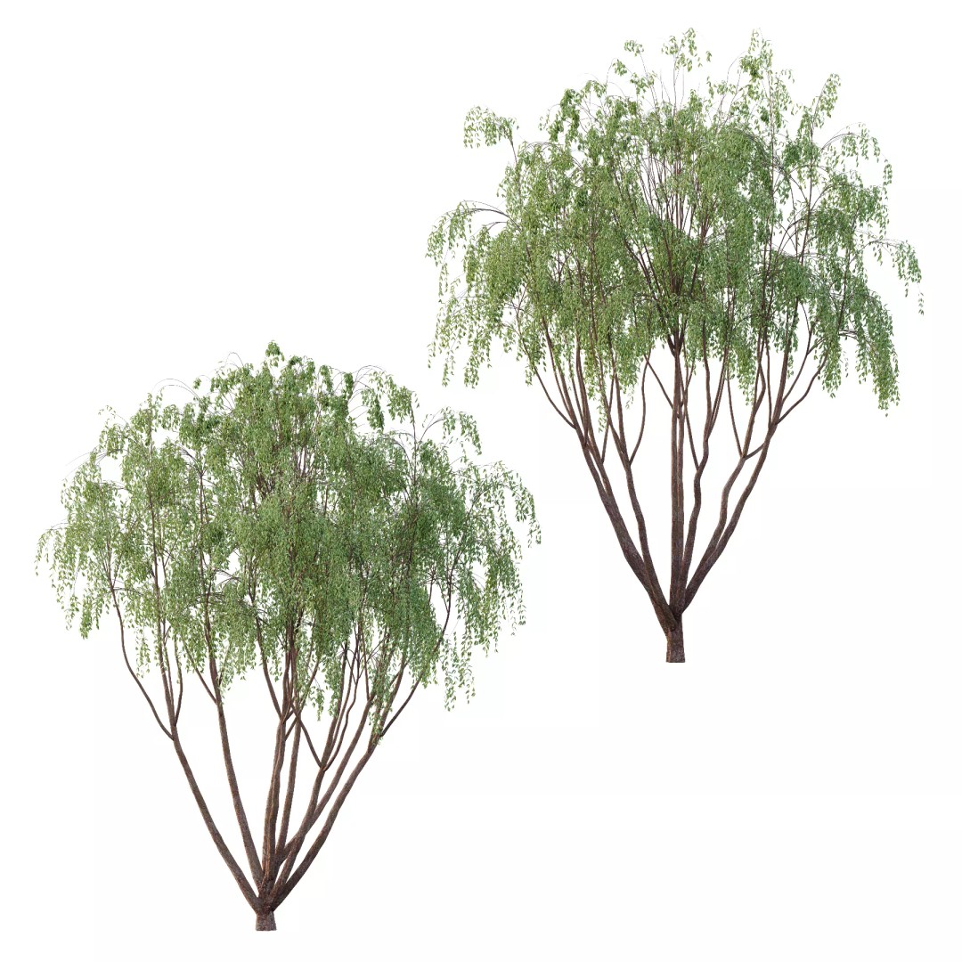 Eucalyptus Robusta Trees 08 3D Model – High Poly PBR Asset, FBX & OBJ - View 2