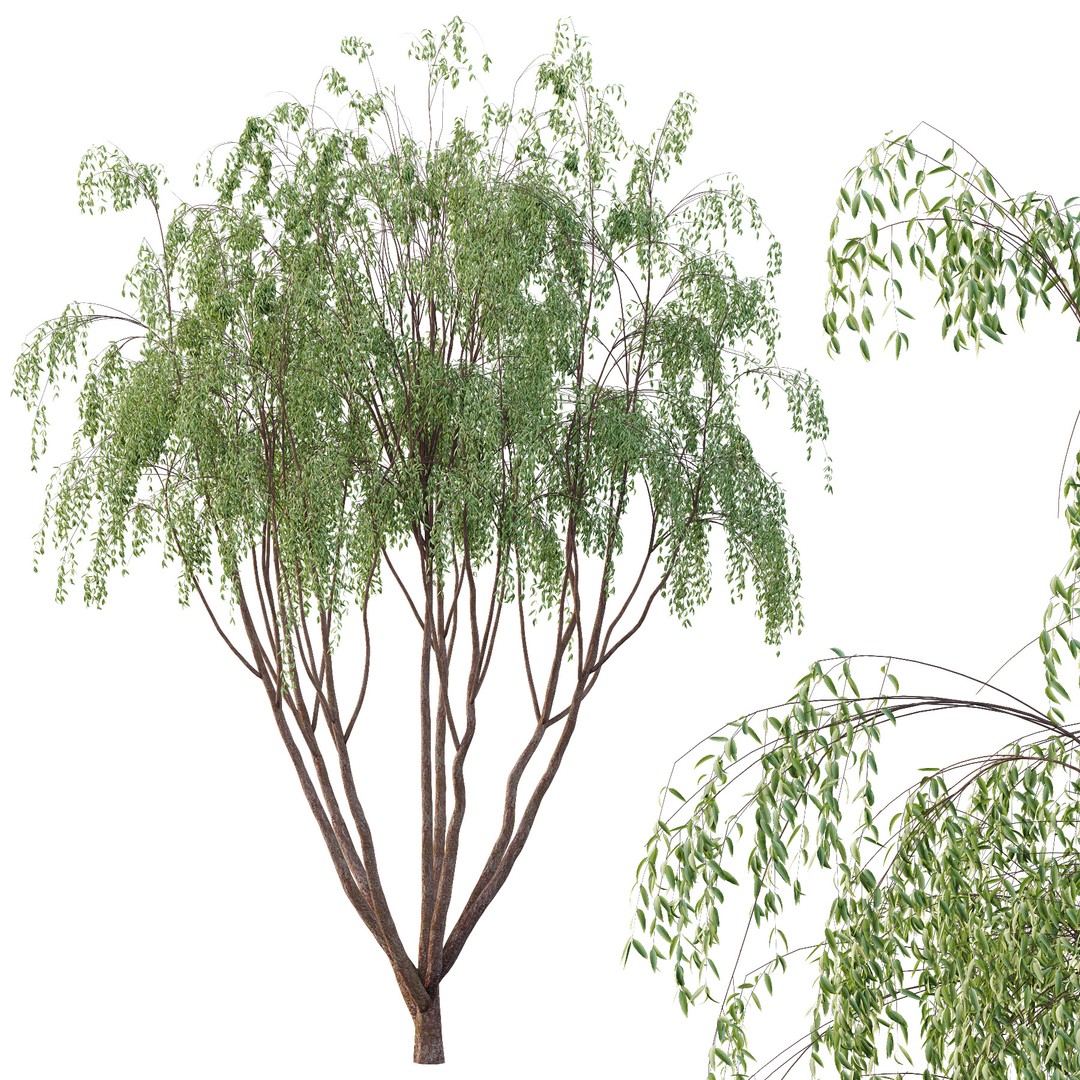 Eucalyptus Robusta Trees 08 3D Model – High Poly PBR Asset, FBX & OBJ - View 4