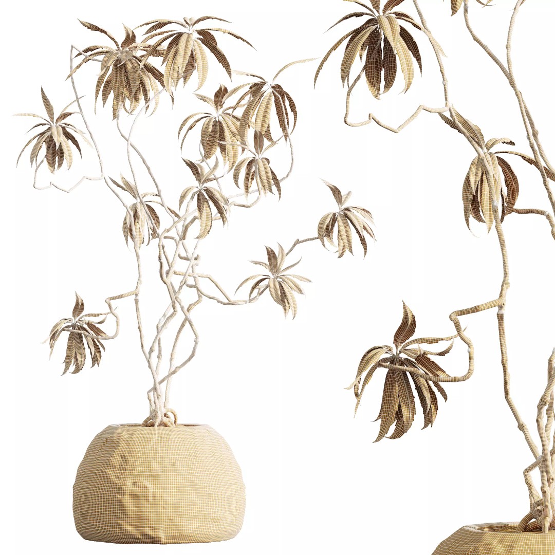 Olive and Ficus Dracaena Marginata 3D Model – Indoor Plants Set, PBR Textures