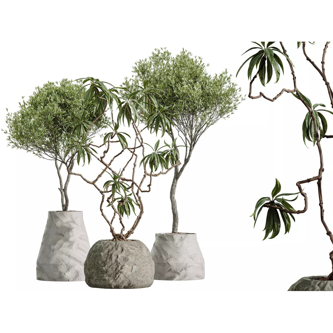 Olive and Ficus Dracaena Marginata 3D Model – Indoor Plants Set, PBR Textures - View 2