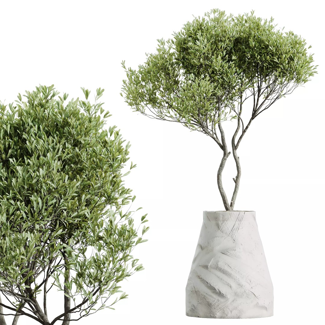 Olive and Ficus Dracaena Marginata 3D Model – Indoor Plants Set, PBR Textures - View 3