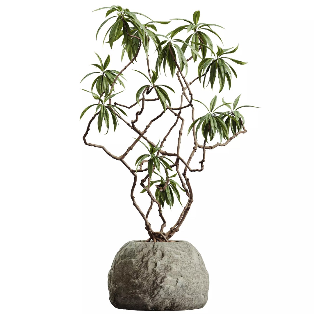Olive and Ficus Dracaena Marginata 3D Model – Indoor Plants Set, PBR Textures - View 4