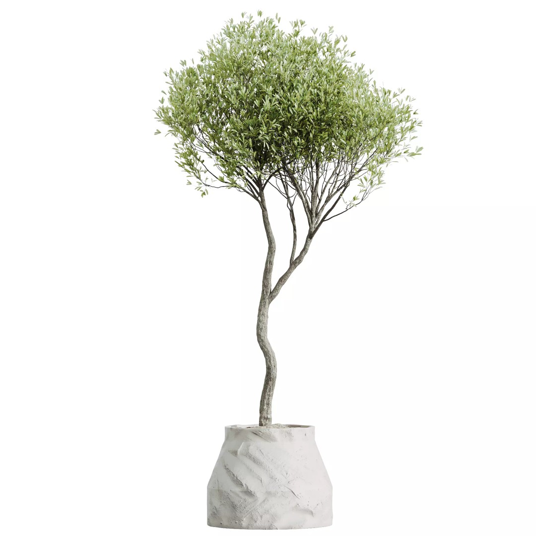 Olive and Ficus Dracaena Marginata 3D Model – Indoor Plants Set, PBR Textures - View 5