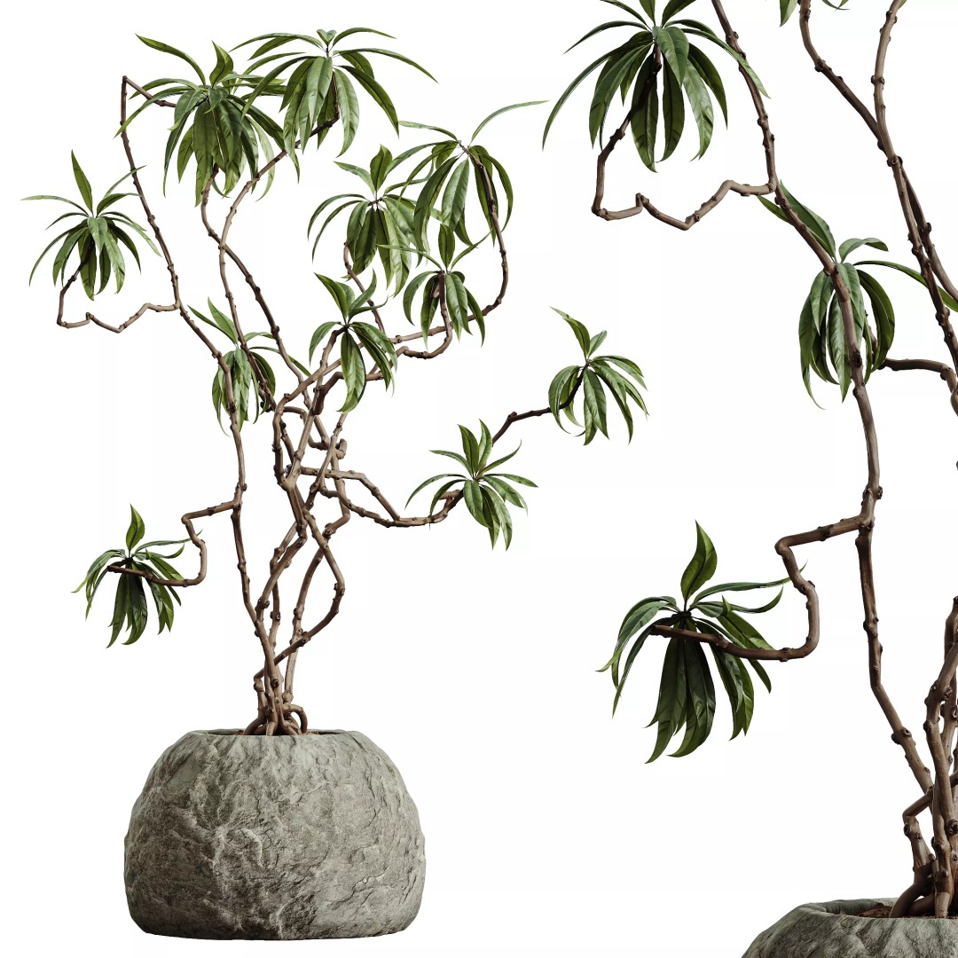 Olive and Ficus Dracaena Marginata 3D Model – Indoor Plants Set, PBR Textures - View 6