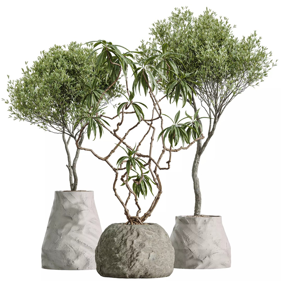 Olive and Ficus Dracaena Marginata 3D Model – Indoor Plants Set, PBR Textures - View 7