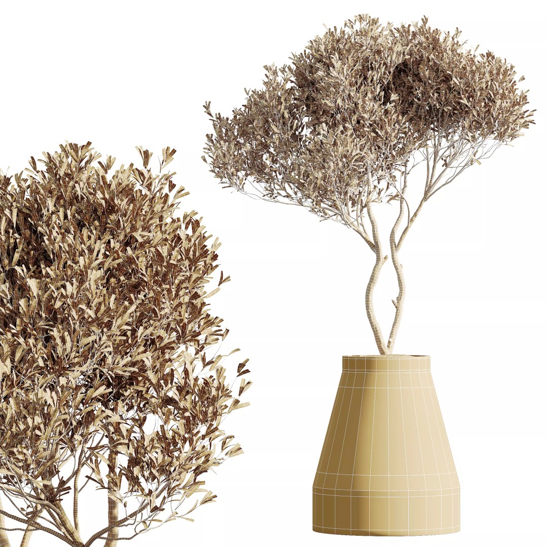 Olive and Ficus Dracaena Marginata 3D Model – Indoor Plants Set, PBR Textures - View 8