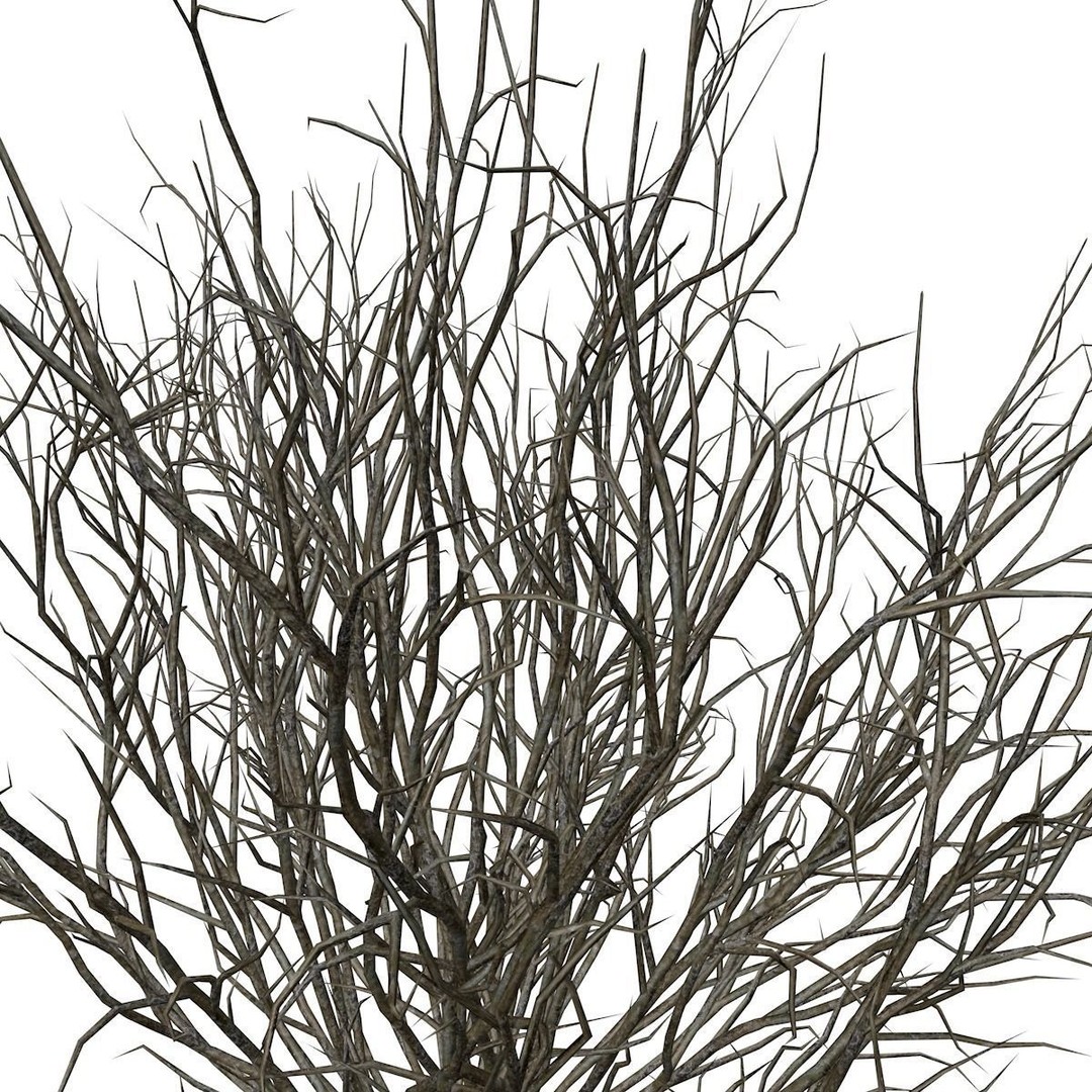 Broom Snakeweed 3D Model – Photorealistic Plant Asset, FBX