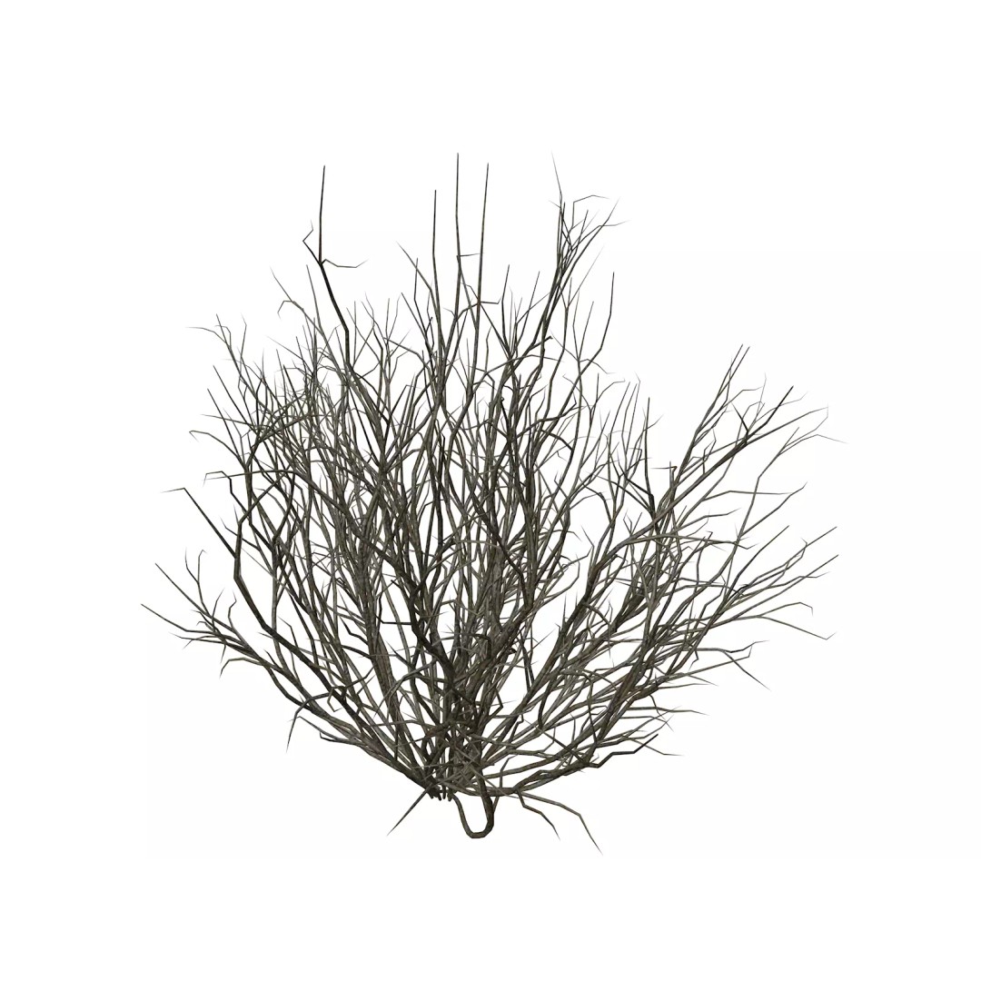 Broom Snakeweed 3D Model – Photorealistic Plant Asset, FBX - View 2