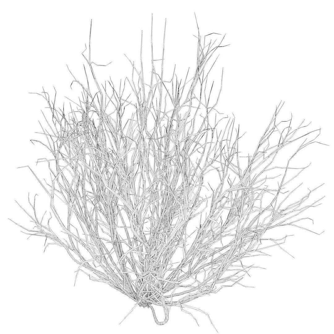Broom Snakeweed 3D Model – Photorealistic Plant Asset, FBX - View 3