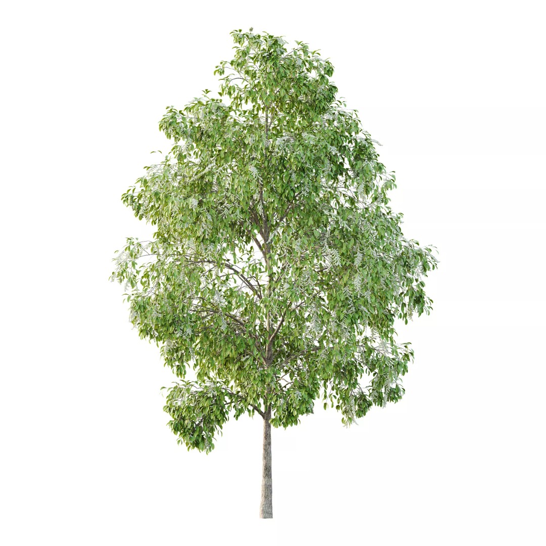 Oxydendrum Arboreum Tree 3D Model – High Poly PBR Asset, FBX, OBJ - View 2