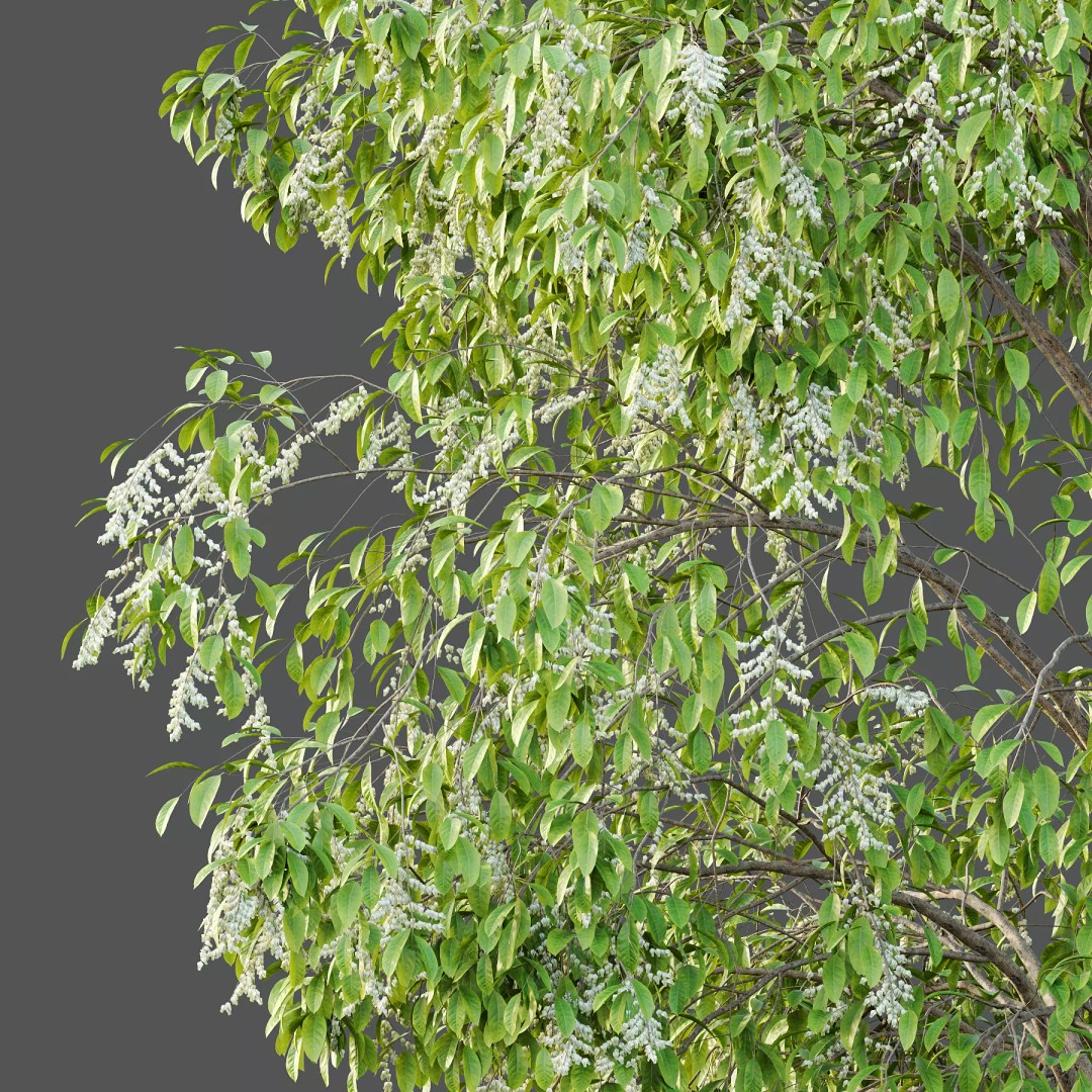 Oxydendrum Arboreum Tree 3D Model – High Poly PBR Asset, FBX, OBJ - View 3