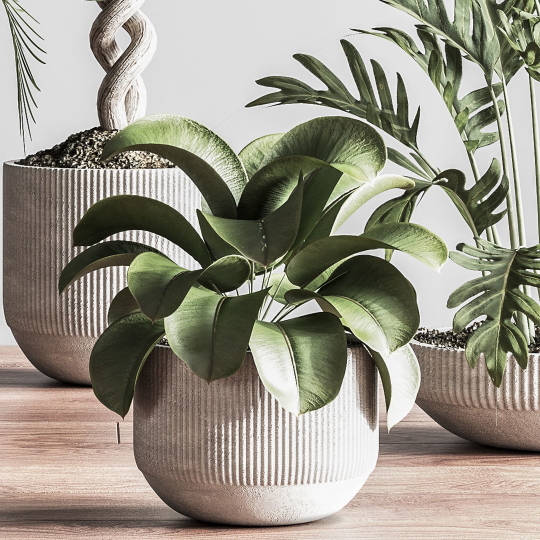 Indoor Plant 3D Model – PBR Pot Plant with UV Mapping, OBJ - View 3