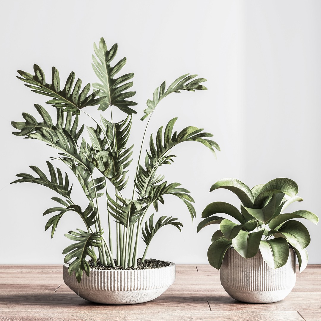 Indoor Plant 3D Model – PBR Pot Plant with UV Mapping, OBJ - View 7