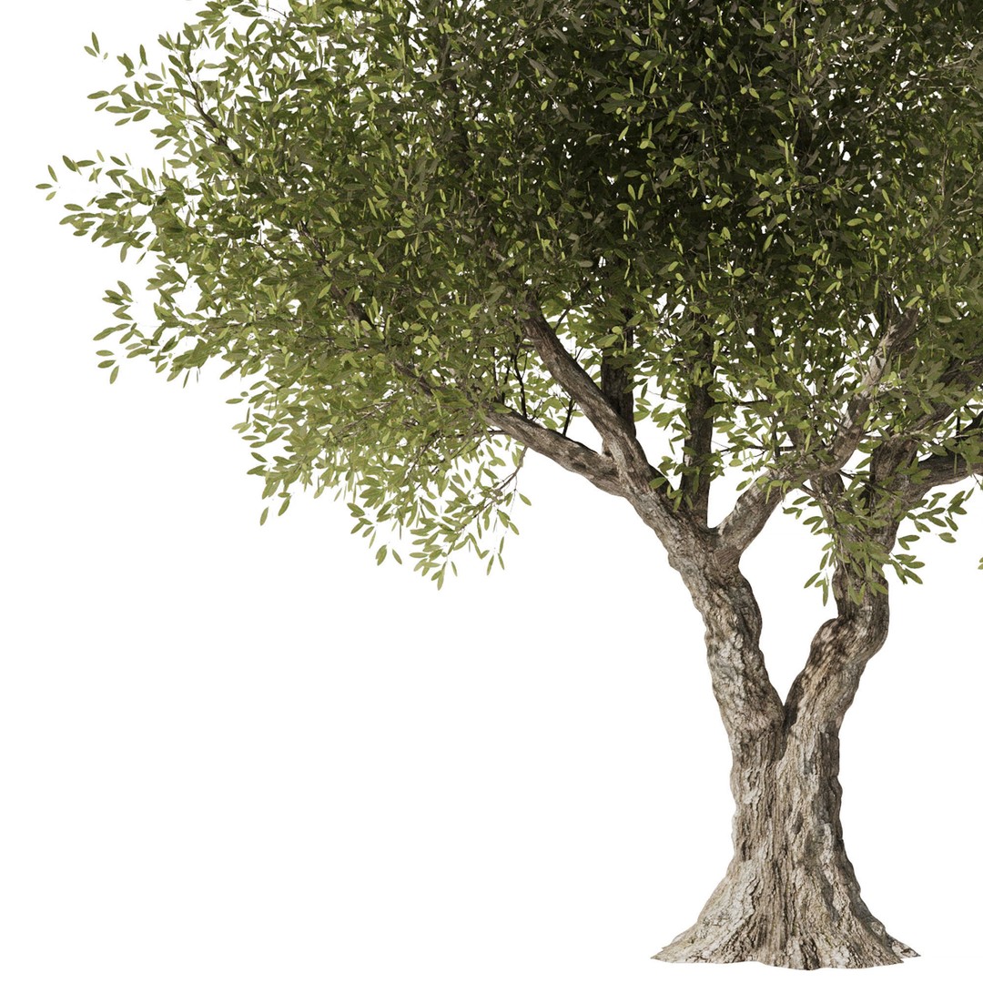 Olive Tree 3D Model – High Poly PBR Asset, FBX, OBJ, STL