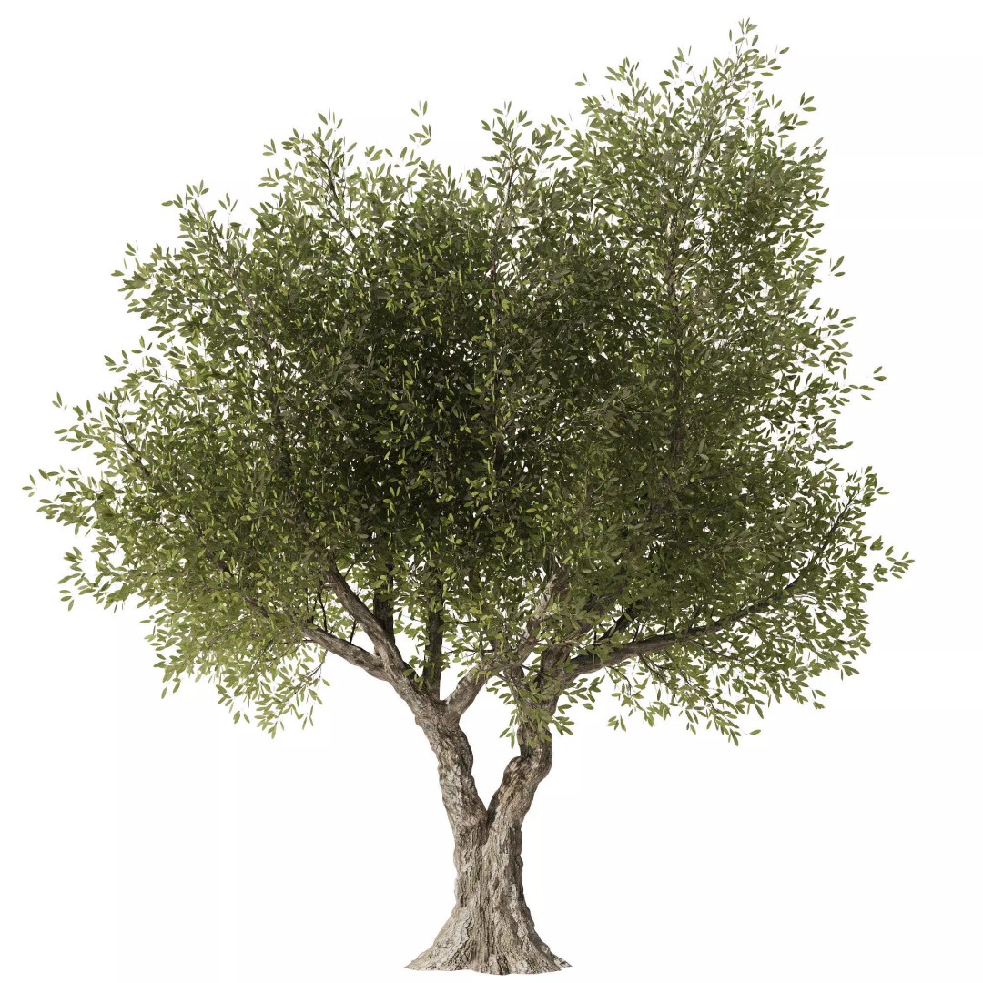 Olive Tree 3D Model – High Poly PBR Asset, FBX, OBJ, STL - View 2