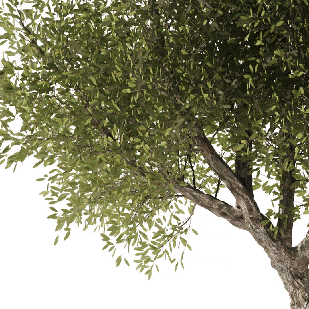 Olive Tree 3D Model – High Poly PBR Asset, FBX, OBJ, STL - View 3