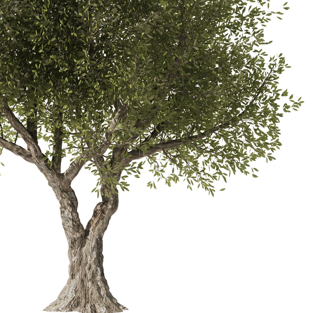 Olive Tree 3D Model – High Poly PBR Asset, FBX, OBJ, STL - View 4