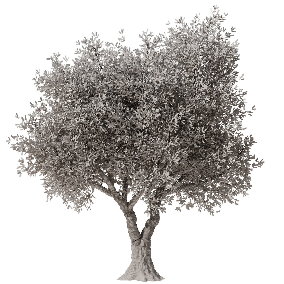 Olive Tree 3D Model – High Poly PBR Asset, FBX, OBJ, STL - View 5