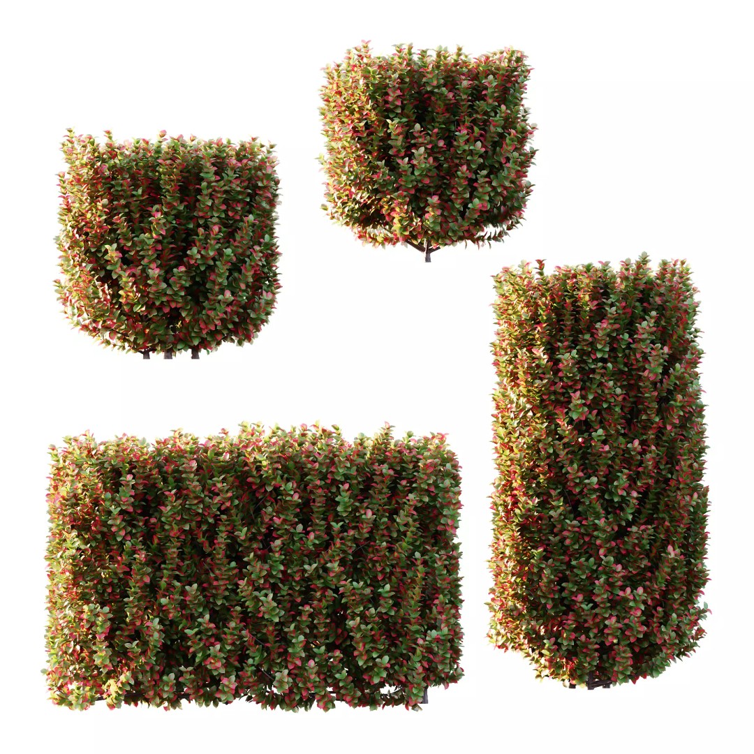 Euonymus 3D Model – High Poly PBR Plant Asset, FBX, OBJ - View 2