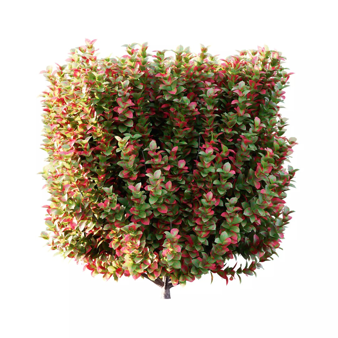 Euonymus 3D Model – High Poly PBR Plant Asset, FBX, OBJ - View 3