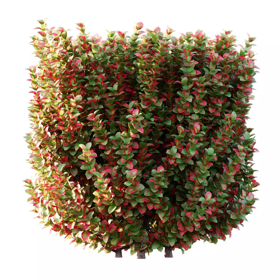 Euonymus 3D Model – High Poly PBR Plant Asset, FBX, OBJ - View 5