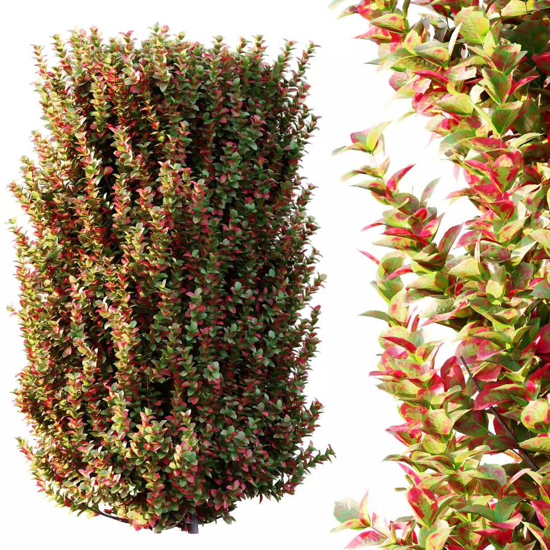 Euonymus 3D Model – High Poly PBR Plant Asset, FBX, OBJ - View 6