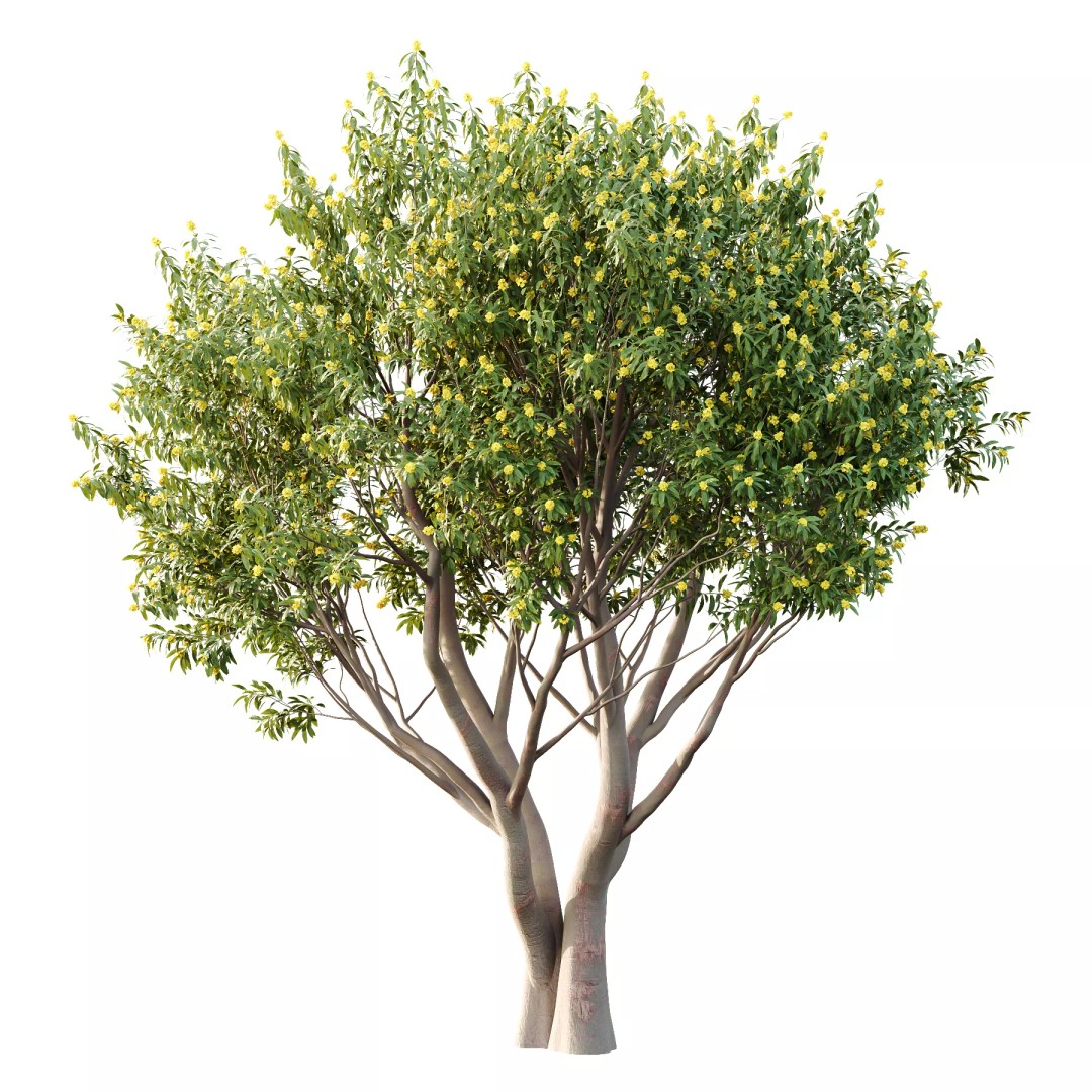 Water Gum Tree 3D Model – High Poly PBR Asset, FBX & OBJ Formats - View 2