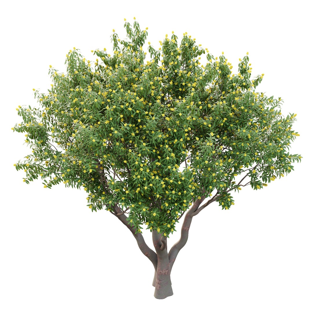 Water Gum Tree 3D Model – High Poly PBR Asset, FBX & OBJ Formats - View 3