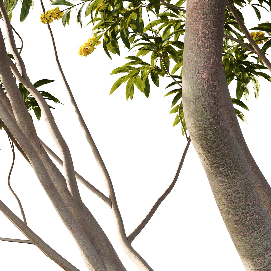 Water Gum Tree 3D Model – High Poly PBR Asset, FBX & OBJ Formats - View 5