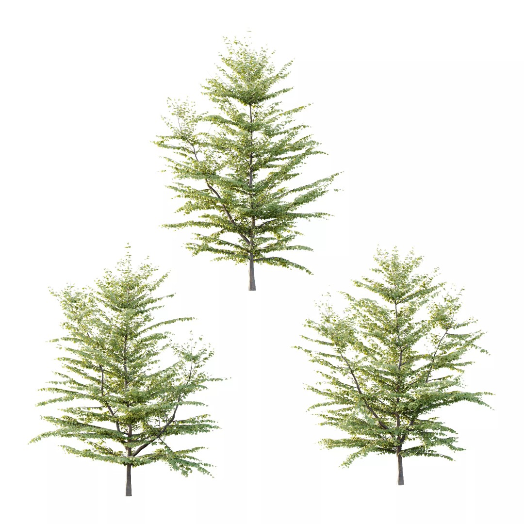 Fagus Grandifolia Tree 3D Model – High Poly PBR Asset, FBX, OBJ - View 2