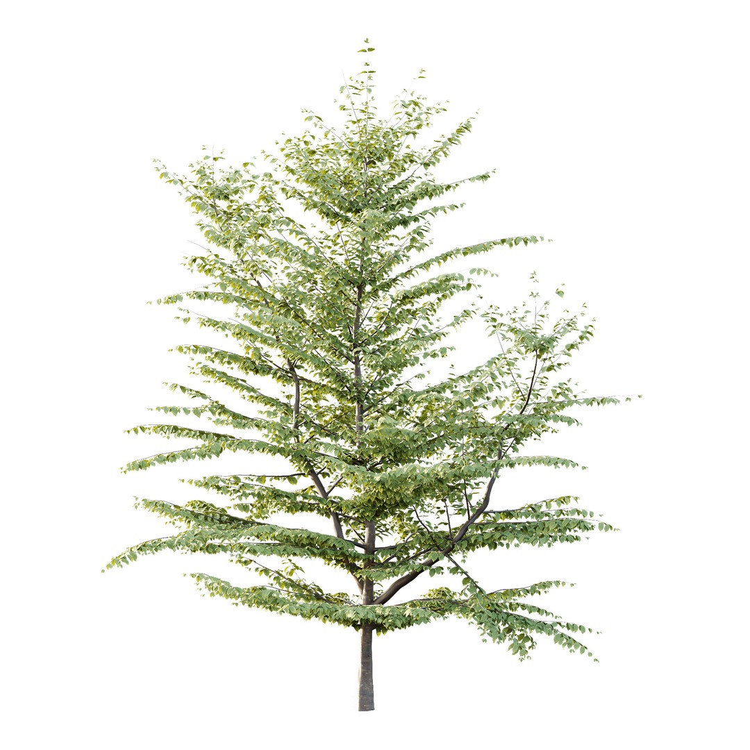 Fagus Grandifolia Tree 3D Model – High Poly PBR Asset, FBX, OBJ - View 3