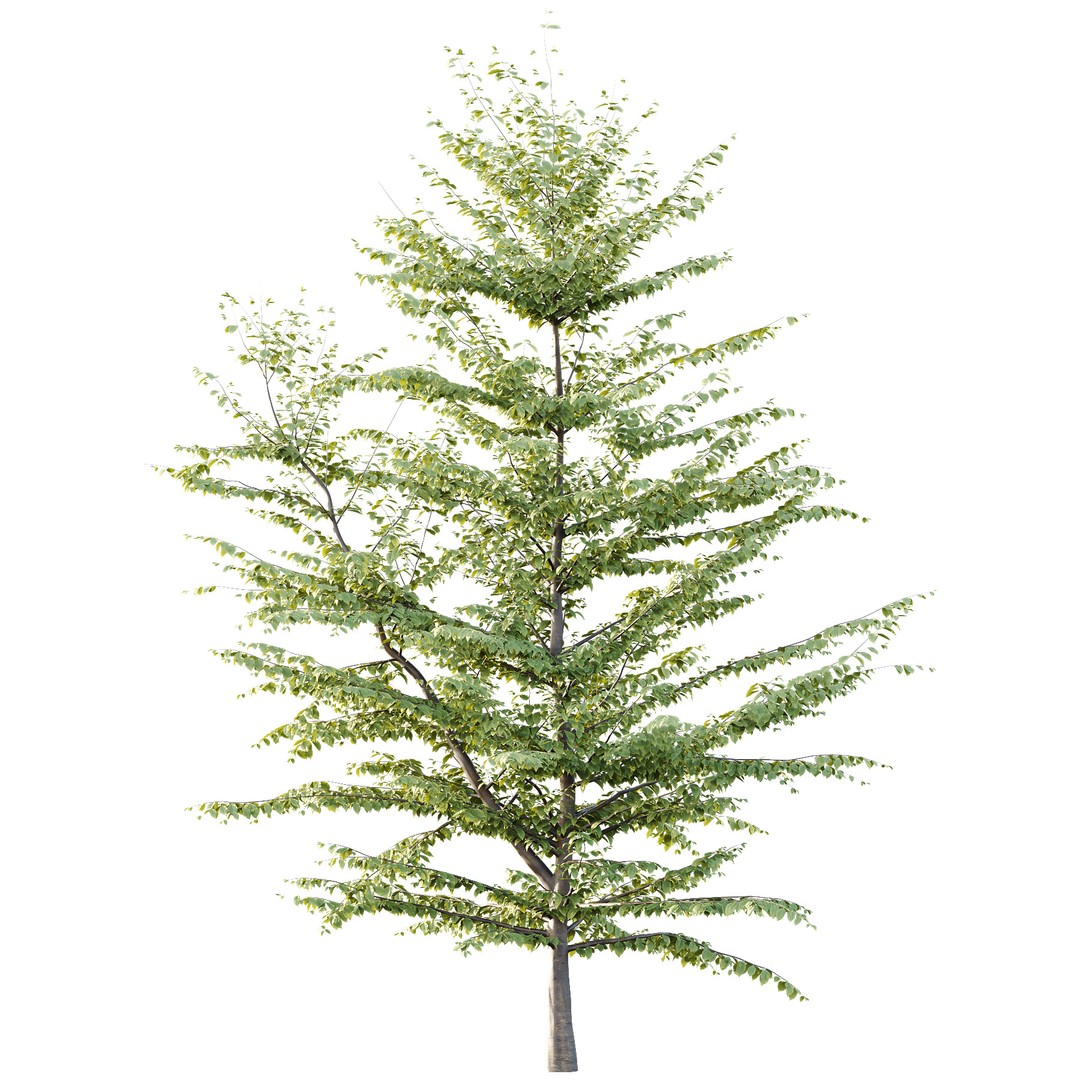 Fagus Grandifolia Tree 3D Model – High Poly PBR Asset, FBX, OBJ - View 4