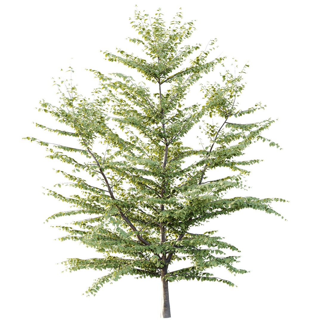 Fagus Grandifolia Tree 3D Model – High Poly PBR Asset, FBX, OBJ - View 5
