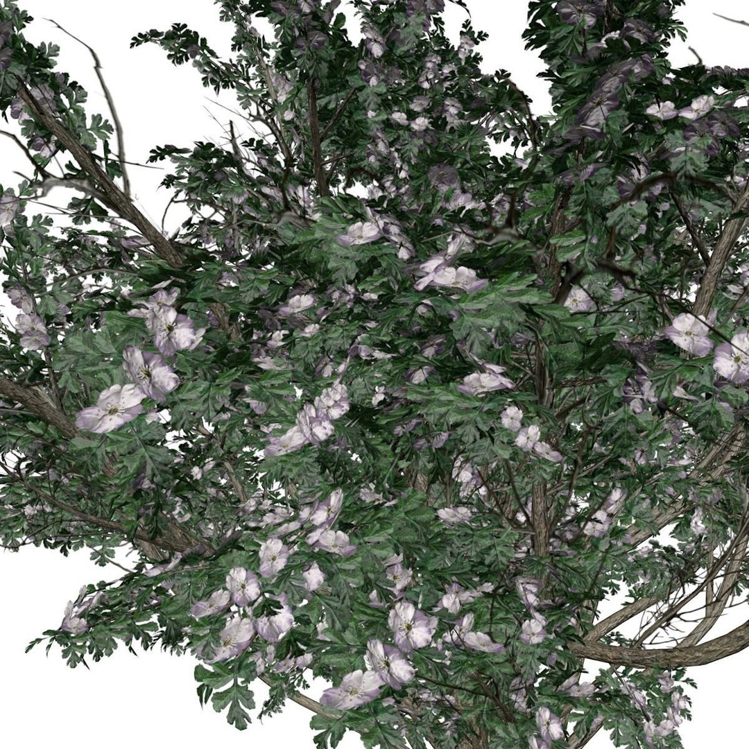 Common Hawthorn Tree 3D Model – Photorealistic Plant Asset, FBX