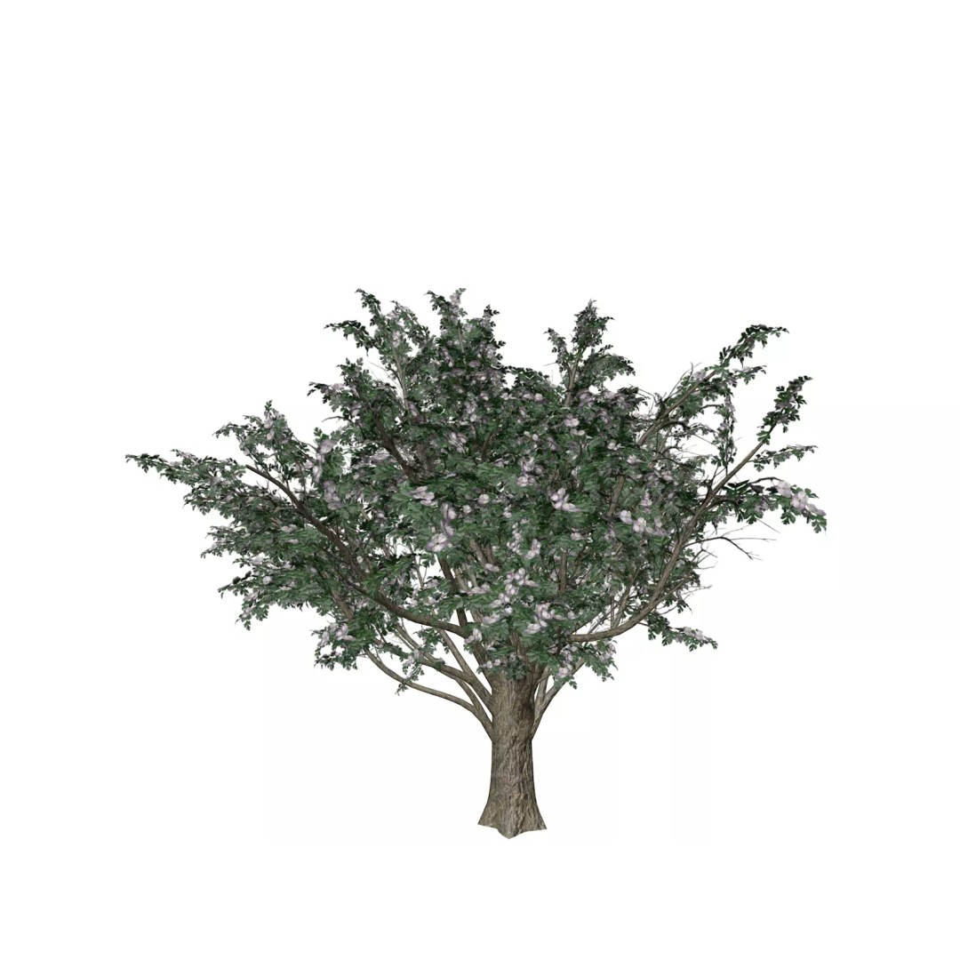 Common Hawthorn Tree 3D Model – Photorealistic Plant Asset, FBX - View 2