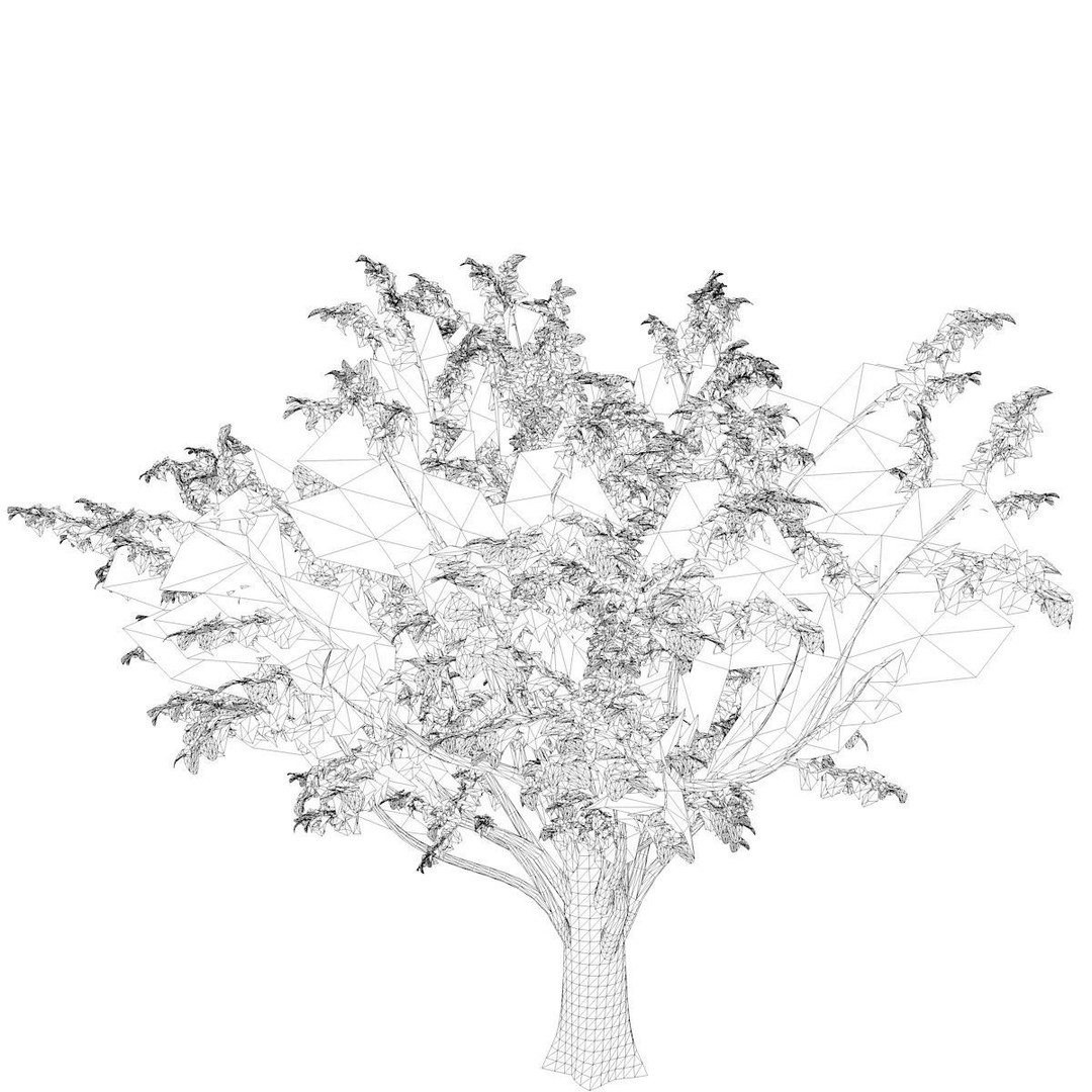 Common Hawthorn Tree 3D Model – Photorealistic Plant Asset, FBX - View 3