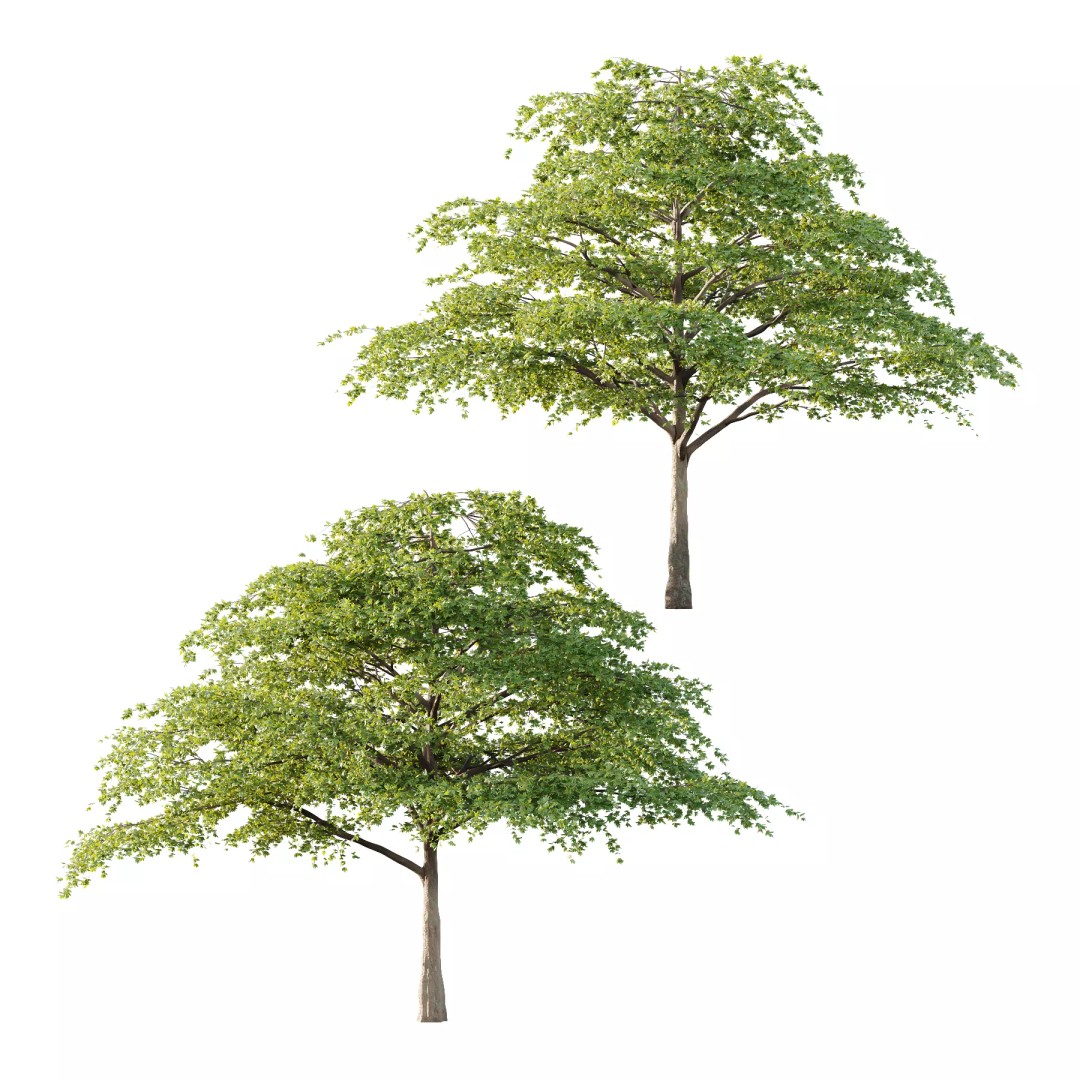 Acer Pseudoplatanus Tree 3D Model – High Poly Game Asset, PBR Textures - View 2