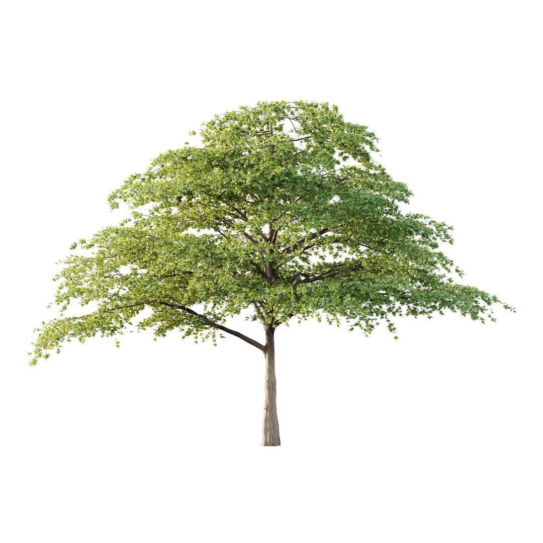 Acer Pseudoplatanus Tree 3D Model – High Poly Game Asset, PBR Textures - View 3