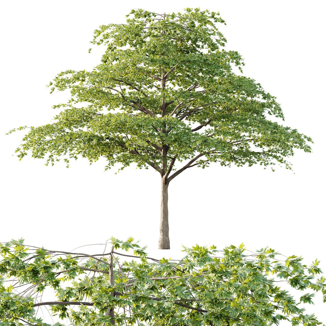 Acer Pseudoplatanus Tree 3D Model – High Poly Game Asset, PBR Textures - View 4
