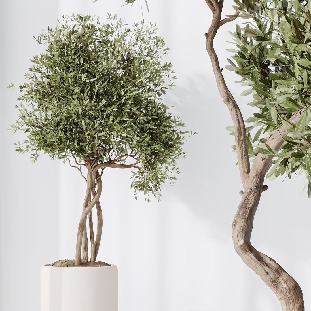 Indoor Plant Set 03 3D Model – Realistic Pot Plants, FBX, OBJ - View 5
